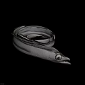 Silver Aquatic Eel Body Coiled in Spiral Shape With Visible Eyes