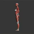 Full Body Human Muscle Anatomical Model as Medical Education Tool with Detailed Structure