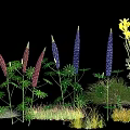 Vibrant Yellow and Purple Garden Flowers with Fresh Green Leaves and Lush Grass