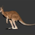 Realistic Standing Kangaroo Model With Light Brown Fur On Plain Background 3d model