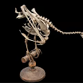 Medical Devices Detailed Human Skeleton Model For Anatomical Teaching And Medical Education