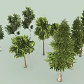 Various Types of Trees with Lush Green Foliage Different Heights and Natural Trunk Details