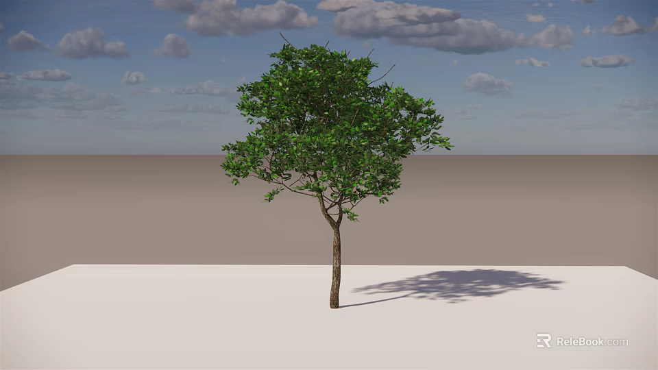 Single Arbor with Green Leaves Straight Trunk and Long Shadow Under Cloudy Sky 3d model 