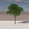 Single Arbor with Green Leaves Straight Trunk and Long Shadow Under Cloudy Sky 3d model