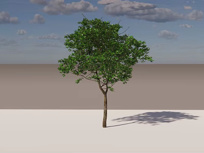 Single Arbor with Green Leaves Straight Trunk and Long Shadow Under Cloudy Sky 3d model