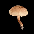 Whole Fresh Healthy Mushroom Vegetable with Natural Stem and Round Cap Structure