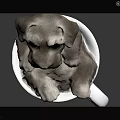 Adorable Small Puppy Comfortably Sitting In White Ceramic Cup On Dark Surface Background