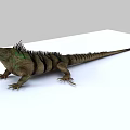 Green And Brown Striped Reptile Iguana With Spiked Back Resting On White Surface