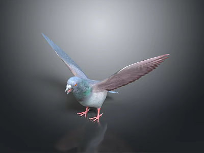 Blue Flying Pigeon With Spread Wings And Pink Feet On Shiny Dark Background 3d model