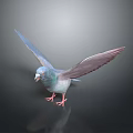 Blue Flying Pigeon With Spread Wings And Pink Feet On Shiny Dark Background