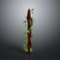 Decorative Indoor Plant With Red Trunk And Green Foliage For Home Decor