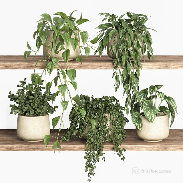 Lush Potted Green Plants On Wooden Shelves With Hanging Leaves And Ceramic Pots 3d model 