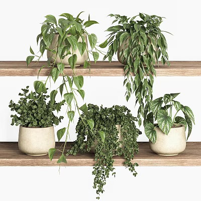 Lush Potted Green Plants On Wooden Shelves With Hanging Leaves And Ceramic Pots 3d model