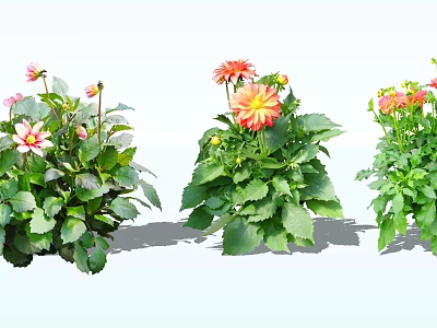 Vibrant Potted Flowers With Pink And Orange Blooms And Lush Green Leaves 3d model