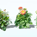 Vibrant Potted Flowers With Pink And Orange Blooms And Lush Green Leaves