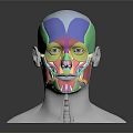 Medical Device Anatomical Head Model With Colorful Facial Muscle Display For Education