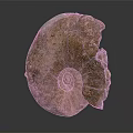 Ancient Ammonite Fossil With Spiral Shape And Brown Yellow Textured Surface
