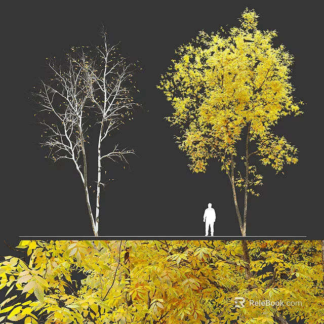 Trees with White Trunks Yellow Leaves and Leafless Branches with Falling Leaves and Silhouette Figure 3d model 