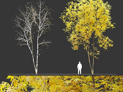 Trees with White Trunks Yellow Leaves and Leafless Branches with Falling Leaves and Silhouette Figure 3d model