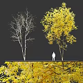 Trees with White Trunks Yellow Leaves and Leafless Branches with Falling Leaves and Silhouette Figure