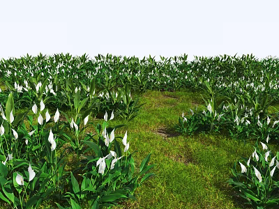 Lush White Calla Lilies Growing In Green Grass Field With Vibrant Green Leaves 3d model