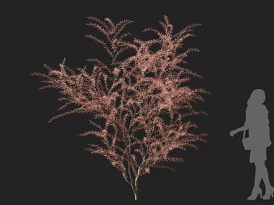Elegant Arbor With Pink Feathery Foliage And Silhouette Figure For Landscape Decoration 3d model