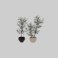 Decorative Bonsai Potted Plants With Green Leaves In Black And White Pots