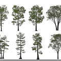 Various Types of Green Leafy Trees with Different Trunk Shapes and Lush Foliage Canopies
