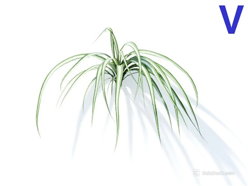Elegant Green Leafy Plant With Long Slender Leaves And Natural Shadow On White Background 3d model 