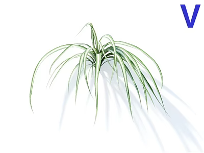 Elegant Green Leafy Plant With Long Slender Leaves And Natural Shadow On White Background 3d model