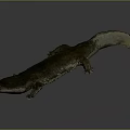 Chinese Giant Salamander Aquatic Animal With Long Body Rough Skin And Tail