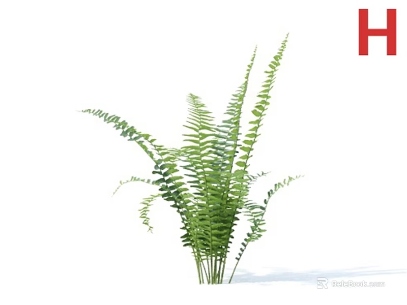 Lush Green Fern Plant With Curved Fronds Isolated On White Background 3d model 