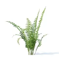 Lush Green Fern Plant With Curved Fronds Isolated On White Background