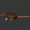 Brown Fur Rat With Pink Ears And Pink Tail Standing On Dark Background