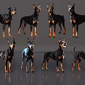 Eight Doberman Pinschers In Various Poses With Black Tan Fur Standing On Gray Background