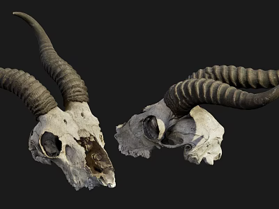 High Quality Medical Skeleton Models For Veterinary Educational Training Use 3d model