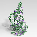 Twisted Vine With Green Leaves And Purple Flowers In Natural Growth Form