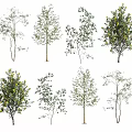 Different Types Of Trees Featuring Diverse Foliage Shapes And Blooming Yellow Flowers