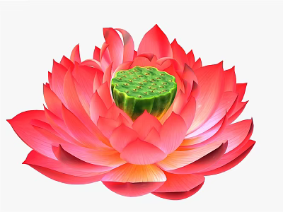 Vibrant Red Lotus Flower In Full Bloom With Green Seed Pod And Layered Petals 3d model