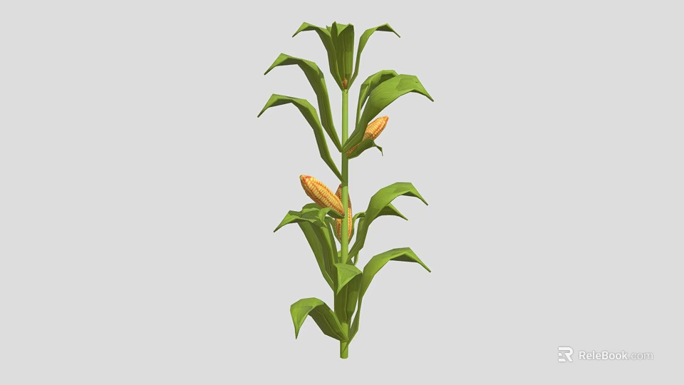 Healthy Green Corn Plant With Lush Leaves And Yellow Corn Cobs 3d model 