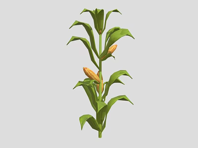 Healthy Green Corn Plant With Lush Leaves And Yellow Corn Cobs 3d model