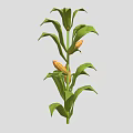 Healthy Green Corn Plant With Lush Leaves And Yellow Corn Cobs