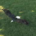 Majestic Eagle Flying High in Blue Sky Over Green Grass Field