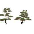 Elegant Pine Trees With Lush Green Foliage And Natural Branching Structure