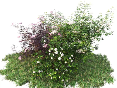 Diverse Flowering Shrubs in Lush Garden With Green Leaves Pink White Blossoms 3d model