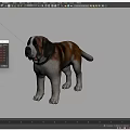 Brown And White St Bernard Dog Standing With Collar In Neutral Background