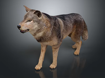 Lifelike Standing Wolf Sculpture With Gray Brown Fur And Natural Posture 3d model
