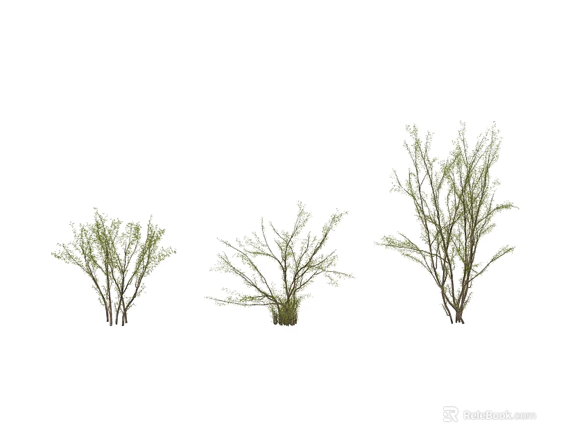 Three Arbor Trees With Green Branches And Various Growth Sizes 3d model