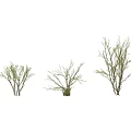 Three Arbor Trees With Green Branches And Various Growth Sizes 3d model