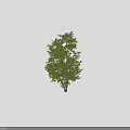 Lush Green Multi Trunk Arbor with Dense Foliage and Scale Figure for Garden Landscaping